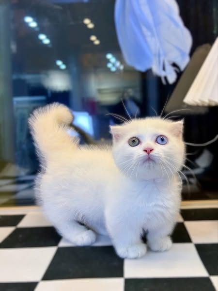 Munchkin Fold