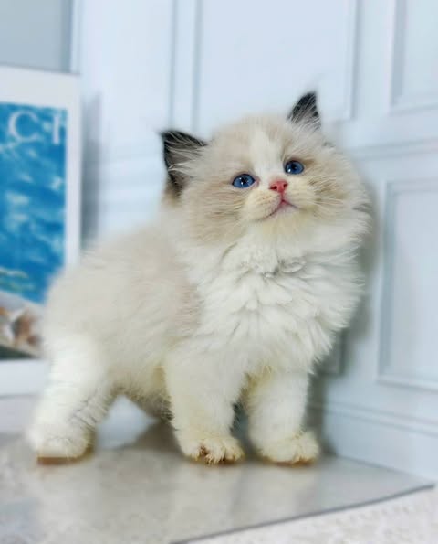 Ragdoll