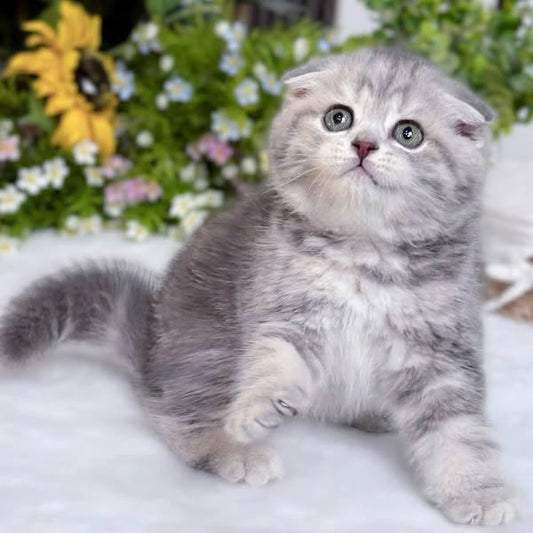 Scottish Fold