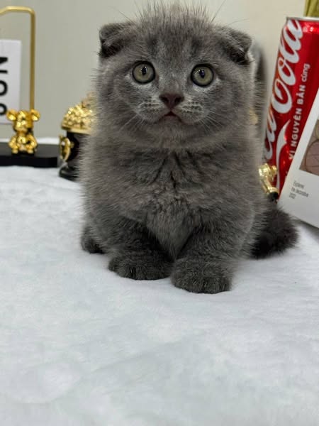 Munchkin Fold
