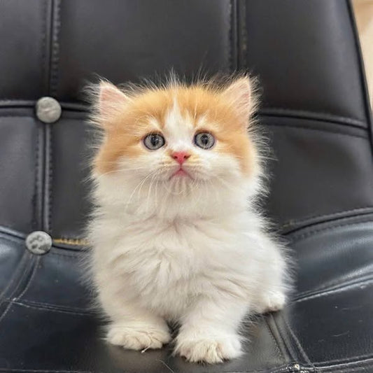 Munchkin Longhair