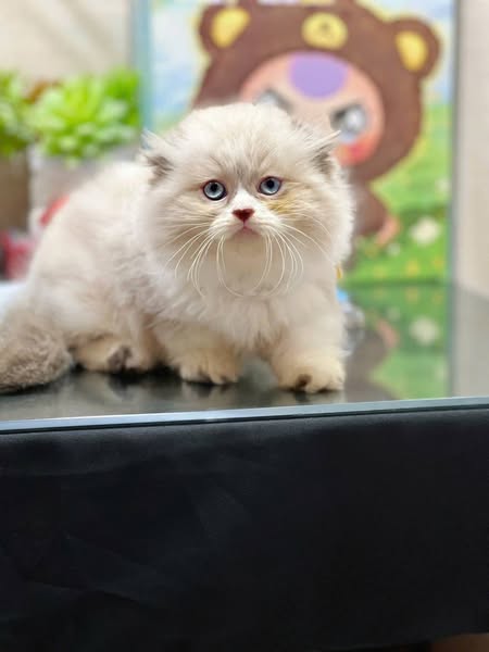 Munchkin Fold Longhair