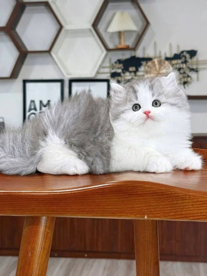 British Longhair