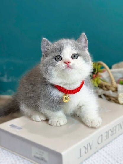 Munchkin