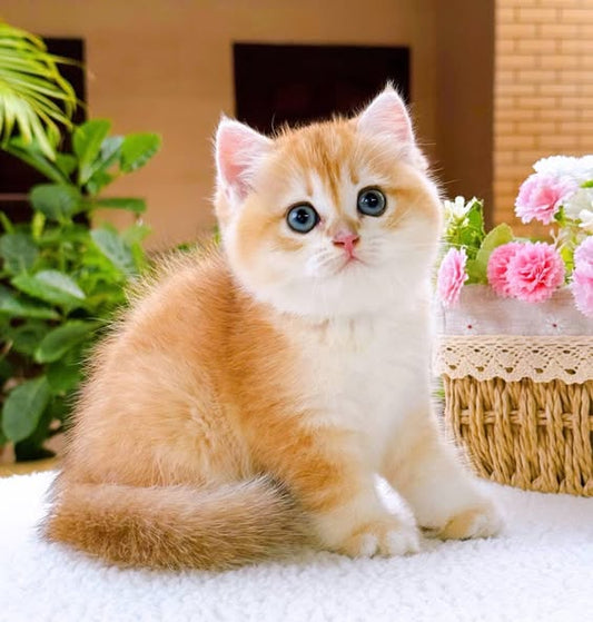 British Shorthair