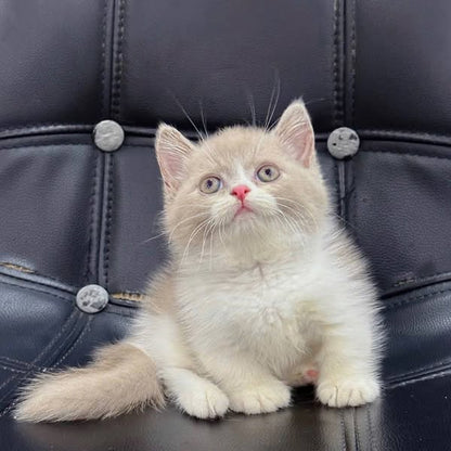 Munchkin