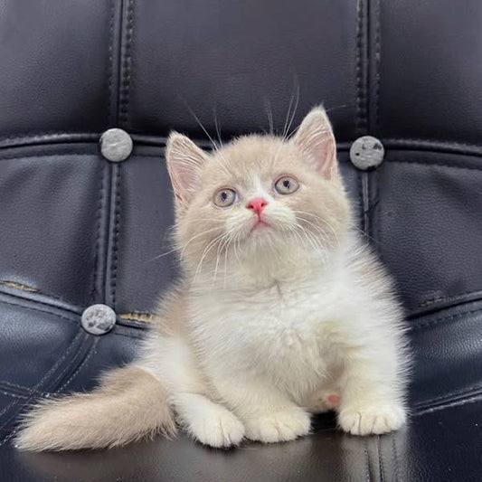 Munchkin