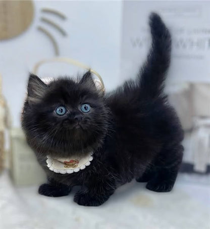 Munchkin Longhair