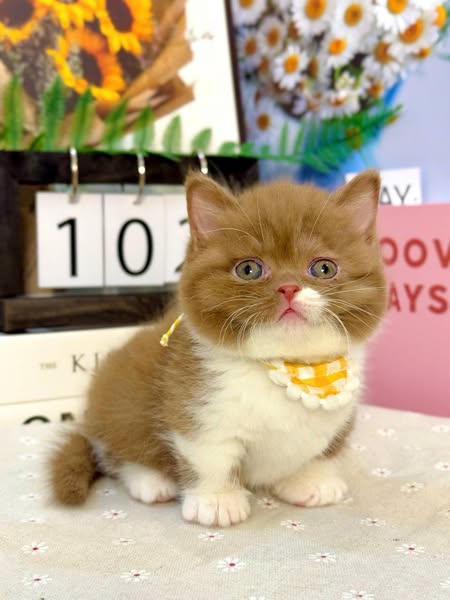 Munchkin
