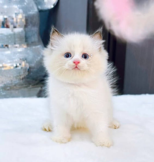 Ragdoll