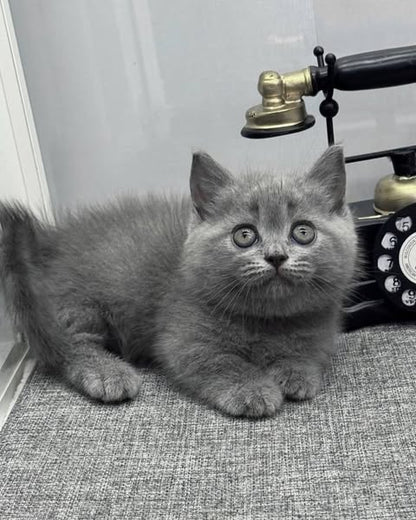 Munchkin
