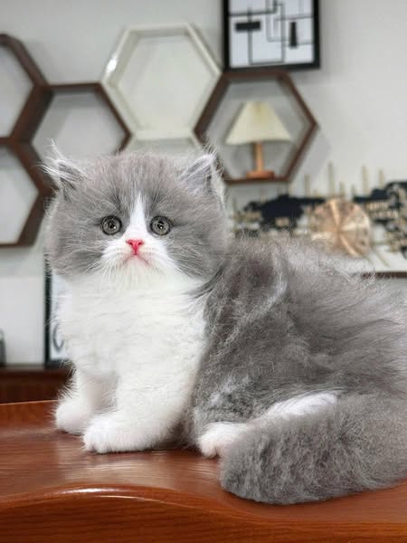 British Longhair