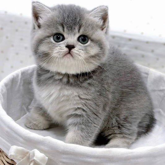 British Shorthair