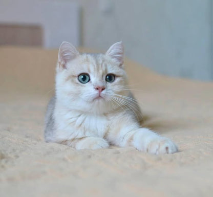 British Shorthair