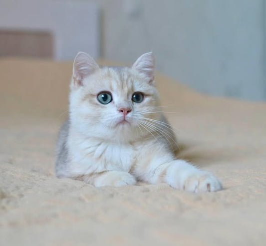 British Shorthair