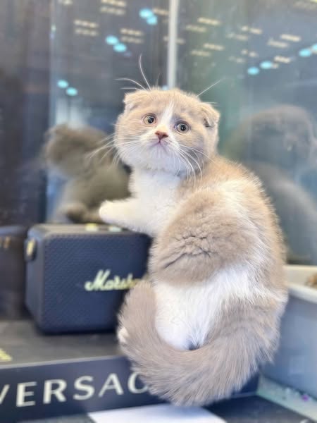 Scottish Fold