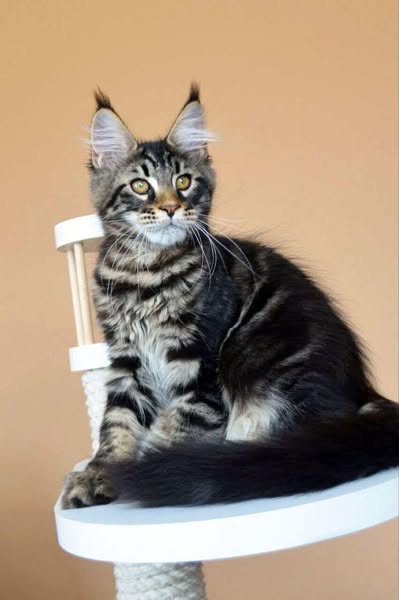 Maine Coon
