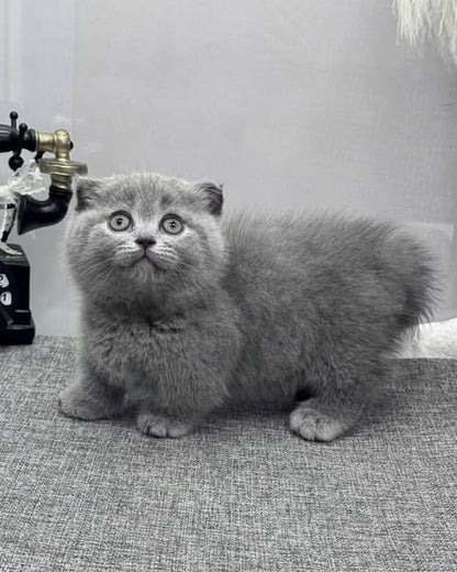 Munchkin Fold