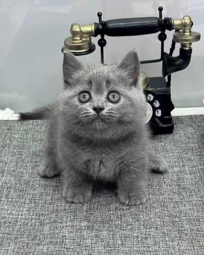 Munchkin