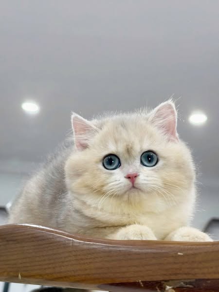 British Longhair