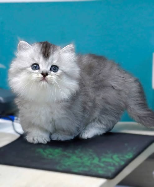 Munchkin Longhair