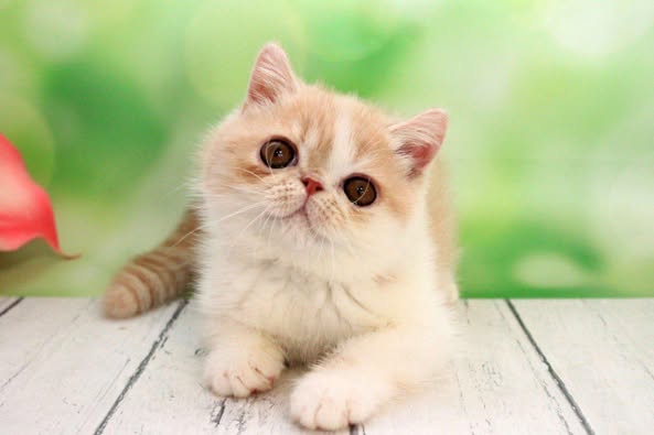 Exotic Shorthair