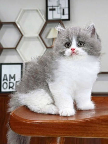 British Longhair