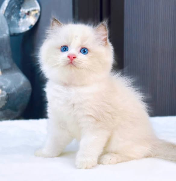 Ragdoll