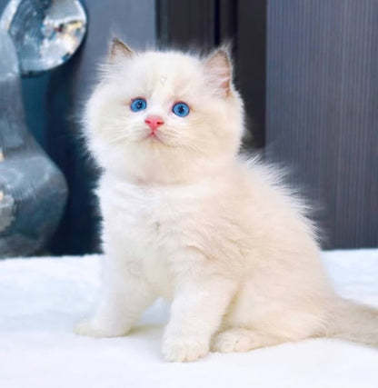 Ragdoll