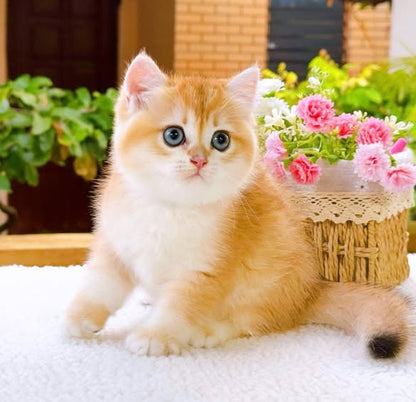 British Shorthair