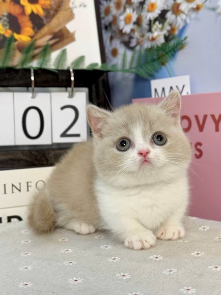 Munchkin