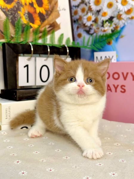 British Shorthair