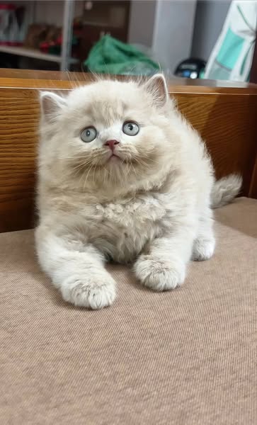 British Longhair