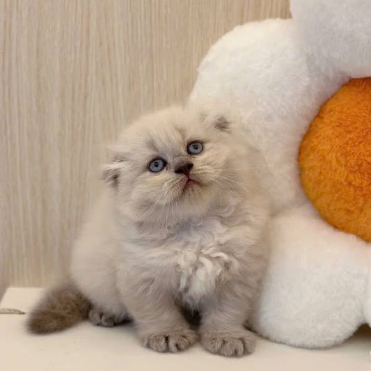 Scottish Fold Longhair