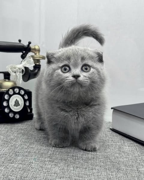 Munchkin Fold