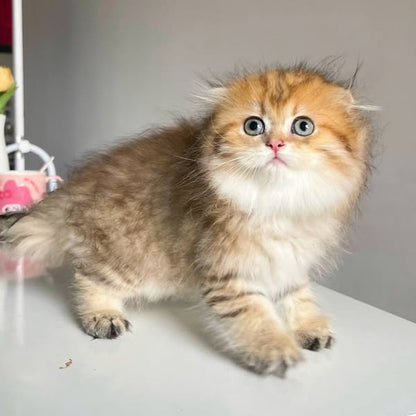 Scottish Fold