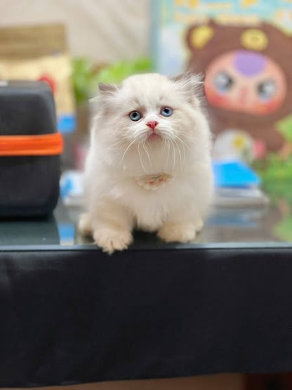 Munchkin Longhair
