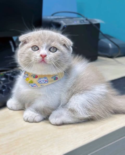 Munchkin Fold