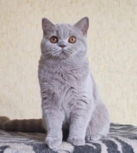 British Shorthair