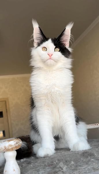 Maine Coon
