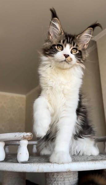 Maine Coon