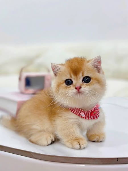 Munchkin Fold