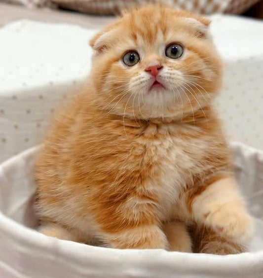 Scottish Fold