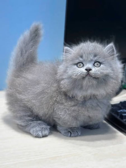 Munchkin Longhair