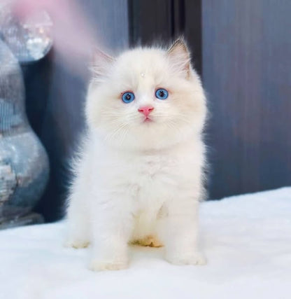 Ragdoll
