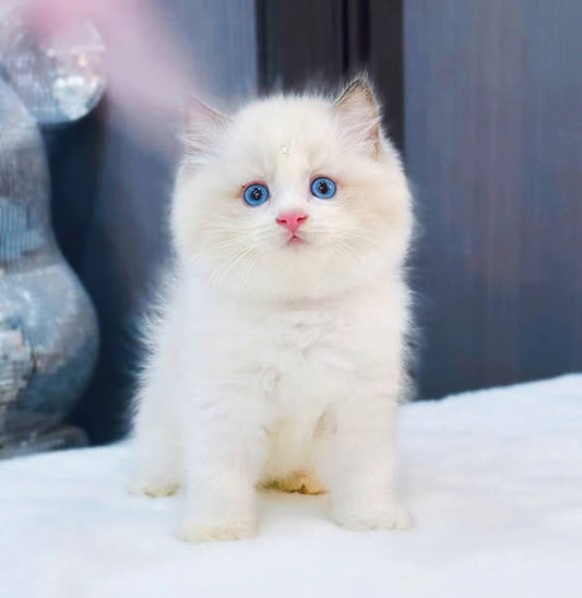 Ragdoll