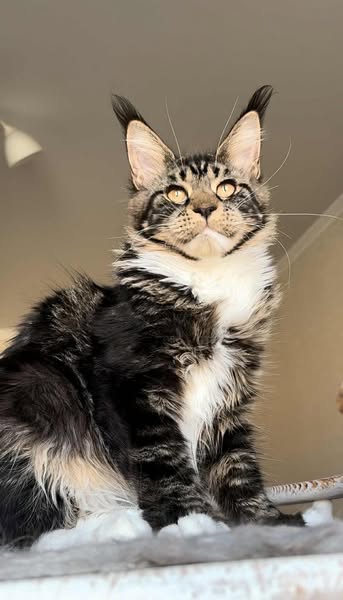 Maine Coon