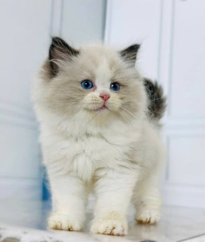 Ragdoll