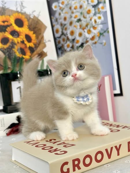 British Shorthair