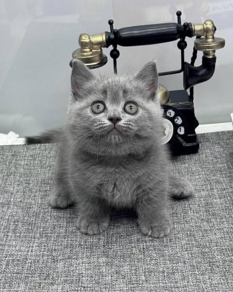 Munchkin